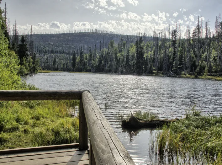 Příroda Šumava_Jezero Laka Jezero Laka03 - AFORTI IT
